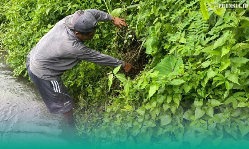 Miris! Seorang Bayi Laki-Laki Ditemukan Ditepi Sawah, Begini Kronologinya (Sumber foto: Sigit/Frensia.Id)