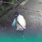 Terekam CCTV, Ini Ciri-Ciiri Pelaku Pembobol 3 Rumah Warga di Jember (Sumber foto: Tangkapan layar rekaman CCTV)