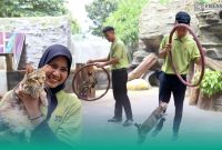 Gambar Viral! Terkenal Saat JFC, Kucing Domestik Rumahan Bisa Berbagai Atraksi, Ternyata Dari  Jember Mini Zoo (Sumber: Istimewa/Grafis)