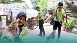 Gambar Viral! Terkenal Saat JFC, Kucing Domestik Rumahan Bisa Berbagai Atraksi, Ternyata Dari  Jember Mini Zoo (Sumber: Istimewa/Grafis)