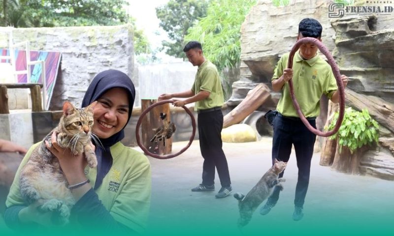 Gambar Viral! Terkenal Saat JFC, Kucing Domestik Rumahan Bisa Berbagai Atraksi, Ternyata Dari  Jember Mini Zoo (Sumber: Istimewa/Grafis)