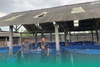 Gambar Demi Kemandirian Ekonomi! PAC GP Ansor Umbulsari Jember Upayakan Budidaya Lele (Sumber: Istimewa)