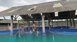 Gambar Demi Kemandirian Ekonomi! PAC GP Ansor Umbulsari Jember Upayakan Budidaya Lele (Sumber: Istimewa)