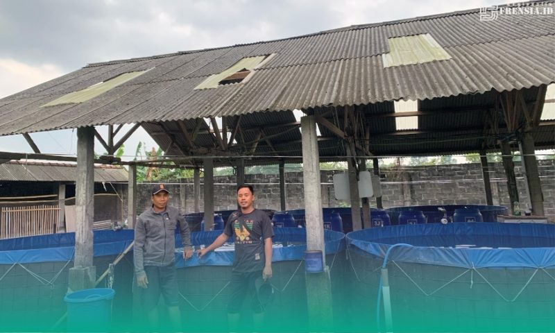Gambar Demi Kemandirian Ekonomi! PAC GP Ansor Umbulsari Jember Upayakan Budidaya Lele (Sumber: Istimewa)