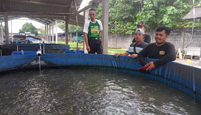 Heri Nova (kaos hitam) sedang memberi pakan Lele (Foto: Arif)