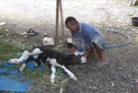 Foto anak sapi berkaki 6 dan Sukirman Pemilik Sapi (Sumber foto: Istimewa)