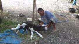Foto anak sapi berkaki 6 dan Sukirman Pemilik Sapi (Sumber foto: Istimewa)