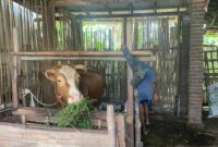 Induk Sapi dan Pak Sukirman (Sumber foto: Sigit Gita Pamuji)