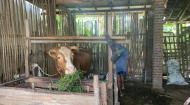 Induk Sapi dan Pak Sukirman (Sumber foto: Sigit Gita Pamuji)