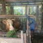 Induk Sapi dan Pak Sukirman (Sumber foto: Sigit Gita Pamuji)