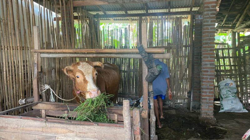 Induk Sapi dan Pak Sukirman (Sumber foto: Sigit Gita Pamuji)