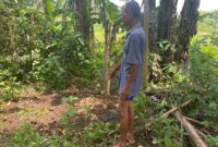 Tempat Anak Sapi Berkaki 6 Dikuburan (Sumber foto: Sigit Gita Pamuji)