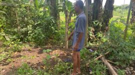 Tempat Anak Sapi Berkaki 6 Dikuburan (Sumber foto: Sigit Gita Pamuji)