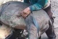 Babi hutan liar saat sudah diburu warga (Sumber foto: istimewa)