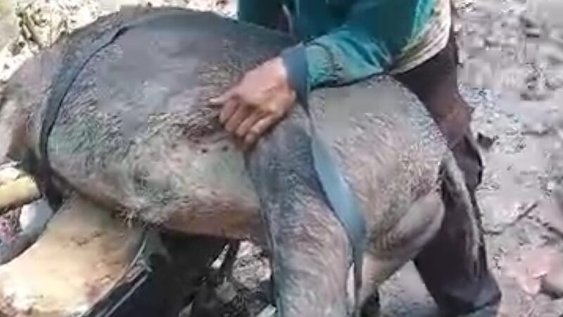 Babi hutan liar saat sudah diburu warga (Sumber foto: istimewa)