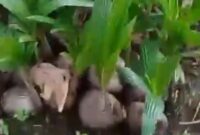 Bibir kelapa RAKESA yang siap dipanen (Sumber foto: Potongan video)