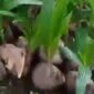 Bibir kelapa RAKESA yang siap dipanen (Sumber foto: Potongan video)