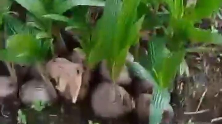 Bibir kelapa RAKESA yang siap dipanen (Sumber foto: Potongan video)