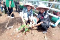 Camat Umbulsari (kanan) bersama Kades Tegalwangi (kiri) menanam pisang Cavendish dalam rangka ketahanan pangan