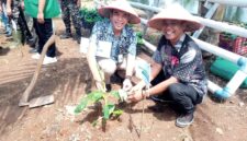 Camat Umbulsari (kanan) bersama Kades Tegalwangi (kiri) menanam pisang Cavendish dalam rangka ketahanan pangan
