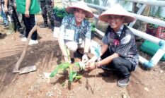 PW Ansor Jatim Mengajak Muspika Umbulsari Menanam Pisang Cavendish dalam Rangka Ketahanan Pangan