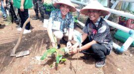 Camat Umbulsari (kanan) bersama Kades Tegalwangi (kiri) menanam pisang Cavendish dalam rangka ketahanan pangan