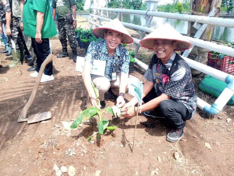 Camat Umbulsari (kanan) bersama Kades Tegalwangi (kiri) menanam pisang Cavendish dalam rangka ketahanan pangan