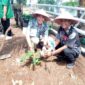 Camat Umbulsari (kanan) bersama Kades Tegalwangi (kiri) menanam pisang Cavendish dalam rangka ketahanan pangan