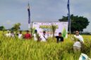 Panen raya padi bersama Bulog (Sumber foto: Istimewa)