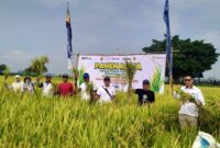 Panen raya padi bersama Bulog (Sumber foto: Istimewa)