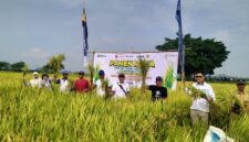 Panen raya padi bersama Bulog (Sumber foto: Istimewa)