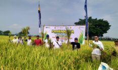 Tembus 103 Persen dalam Sebulan, Serapan Gabah dan Beras Bulog Jember Tertinggi se-Jawa Timur