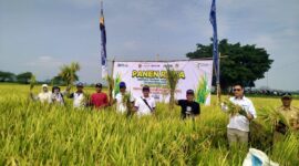 Panen raya padi bersama Bulog (Sumber foto: Istimewa)