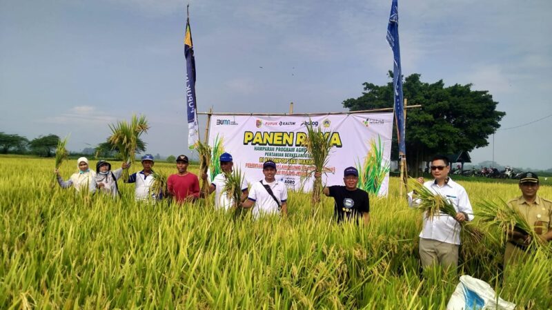 Panen raya padi bersama Bulog (Sumber foto: Istimewa)