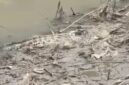 Seekor buaya muncul ke permukaan pinggiran sungai (Sumber foto: istimewa)