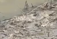 Seekor buaya muncul ke permukaan pinggiran sungai (Sumber foto: istimewa)