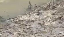 Seekor buaya muncul ke permukaan pinggiran sungai (Sumber foto: istimewa)