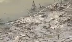 Viral di Medsos, Penampakan Seekor Buaya Muncul di Permukaan Sungai Jember