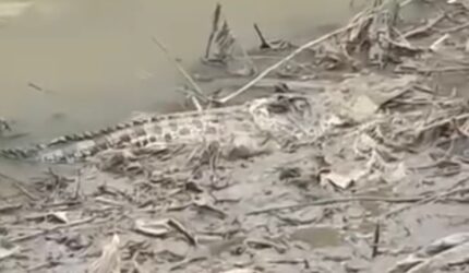 Viral di Medsos, Penampakan Seekor Buaya Muncul di Permukaan Sungai Jember