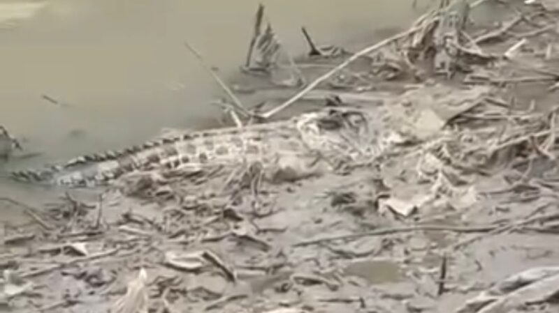 Seekor buaya muncul ke permukaan pinggiran sungai (Sumber foto: istimewa)