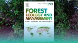 gambar Tanpa Bambu, Bumi Akan Mati! Kata Peneliti Universitas Kolombia (Sumber: Grafis Frensia)