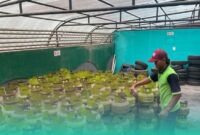 Distributor sedang mengecek stok LPG. (Foto: Sigit/Frensia). 