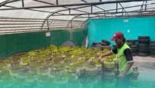 Distributor sedang mengecek stok LPG. (Foto: Sigit/Frensia).