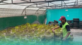 Distributor sedang mengecek stok LPG. (Foto: Sigit/Frensia). 