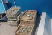 Foto: Istimewa. Gambar Telur Puyuh Ditimbang di Salah Satu SPPG