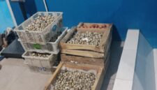 Foto: Istimewa. Gambar Telur Puyuh Ditimbang di Salah Satu SPPG