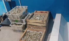 Permintaan Telur Puyuh Melonjak Drastis, Harga Masih Stagnan