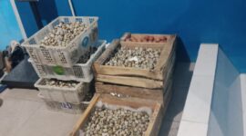 Foto: Istimewa. Gambar Telur Puyuh Ditimbang di Salah Satu SPPG