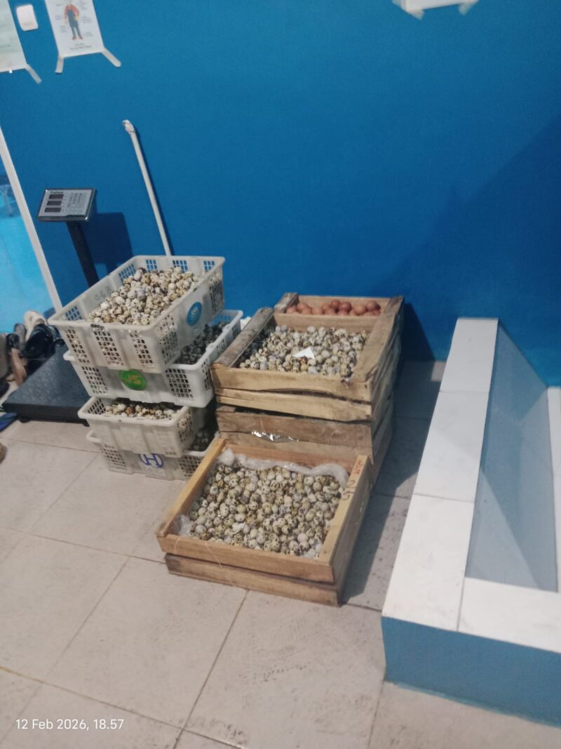 Foto: Istimewa. Gambar Telur Puyuh Ditimbang di Salah Satu SPPG