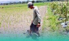 Terancam Gagal Panen, Puluhan Hektare Tanaman Padi di Jember Diserang Tikus